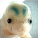 research image