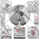 research image